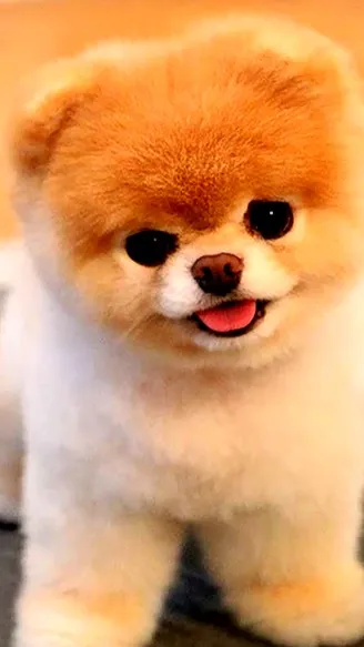 ai character: Boo sponseller  background