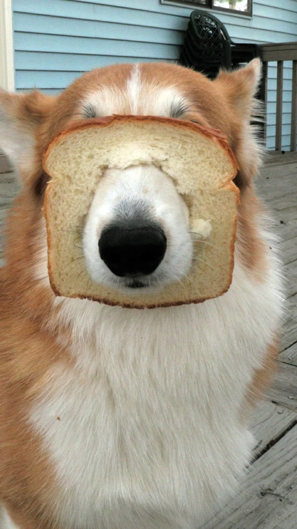 ai character: Ryuu background