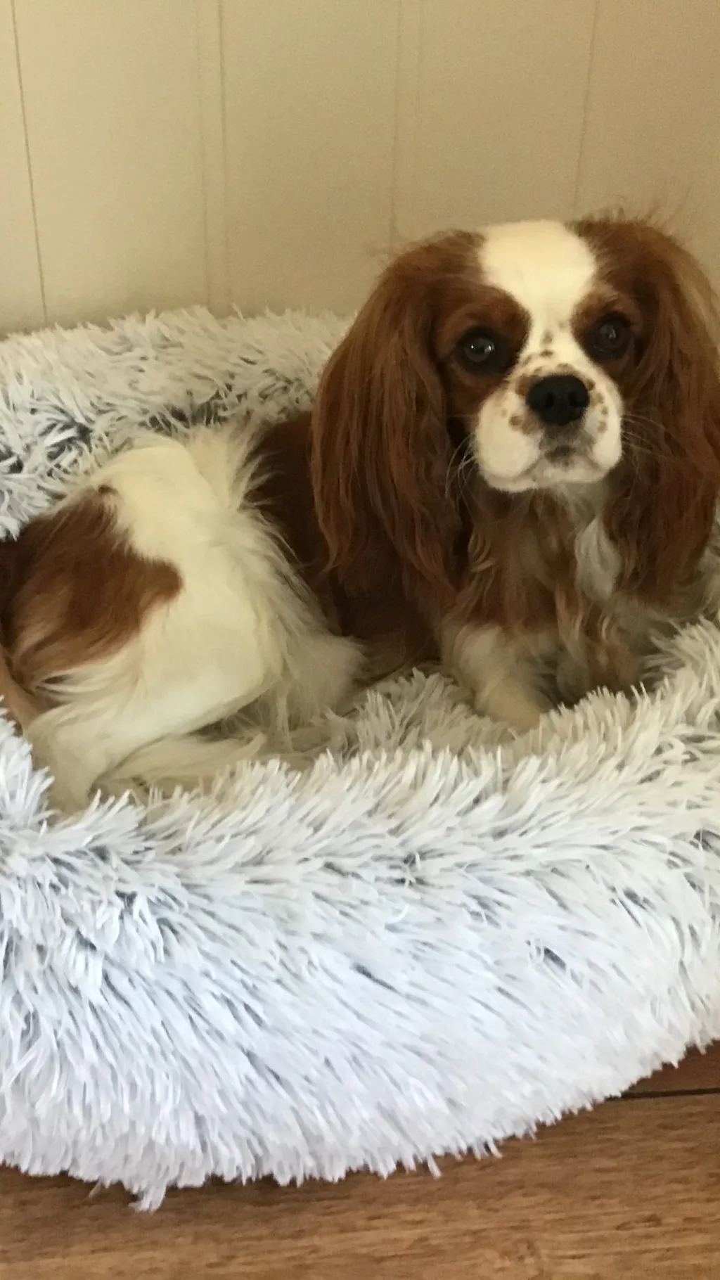 ai character: Sofie background