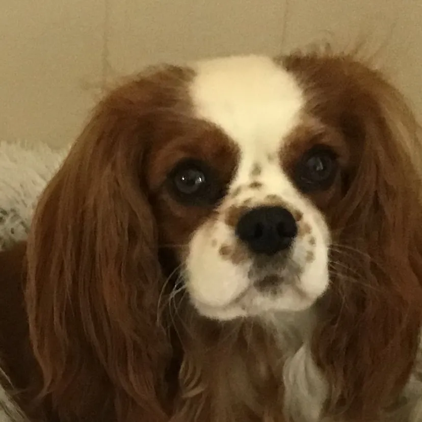 chat with ai character: Sofie