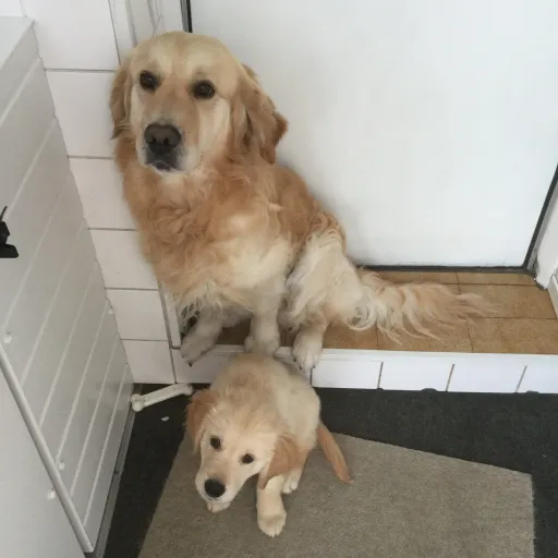 creator ~🍀🍓Doggy🍓🍀~'s avatar