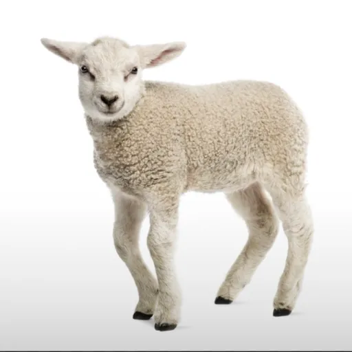 creator I’m A Goat's avatar