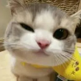 creator Amiraaidklol's avatar