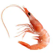 creator gamba_pro's avatar