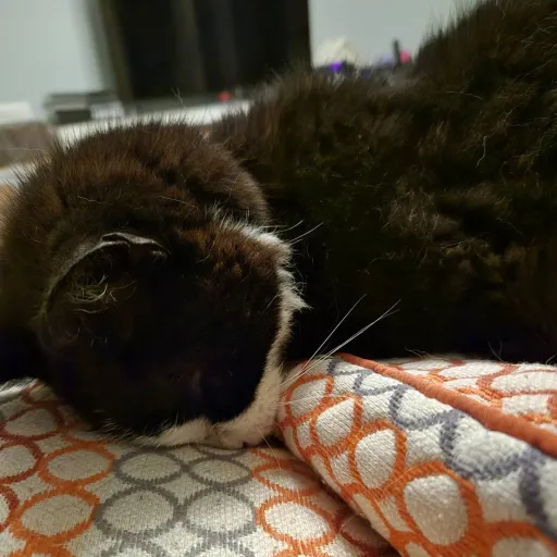 creator Jason the rock's avatar