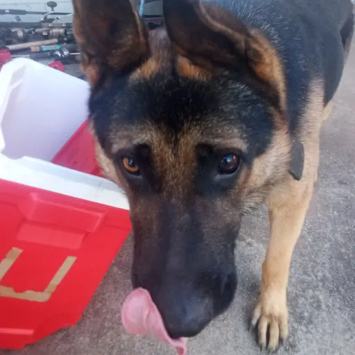 creator linerd's avatar