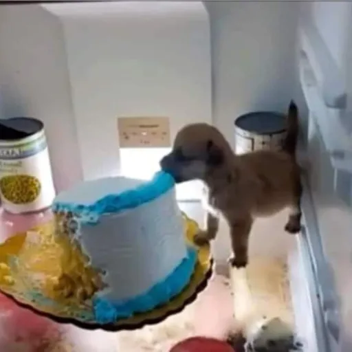 creator el pollo frito's avatar