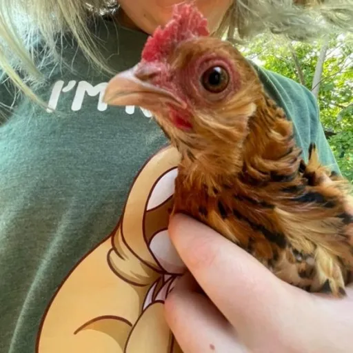 creator ★·♪bella♪·★'s avatar