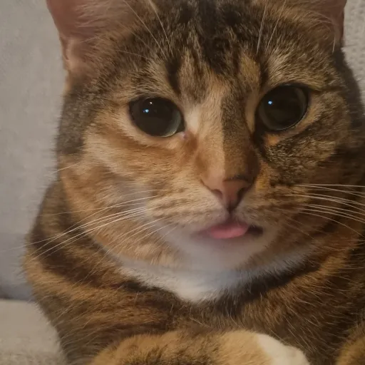 creator lia@0125's avatar