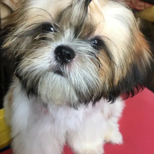 creator Dell Conagher III's avatar