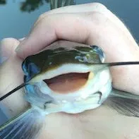 creator ›Vei‹'s avatar