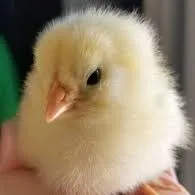 creator Drachen Auge's avatar