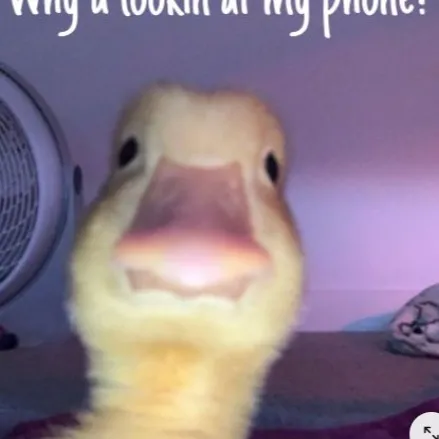 chat with ai character: fpe phone chat