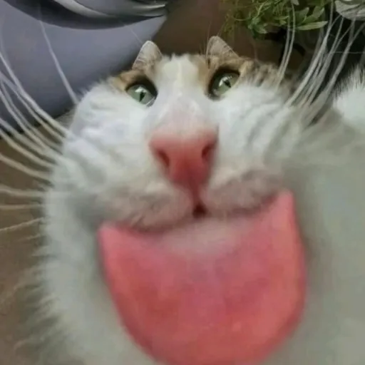 creator ꧁~nicole~꧂'s avatar