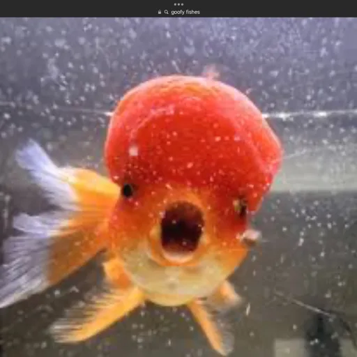 creator i'm a fish!'s avatar