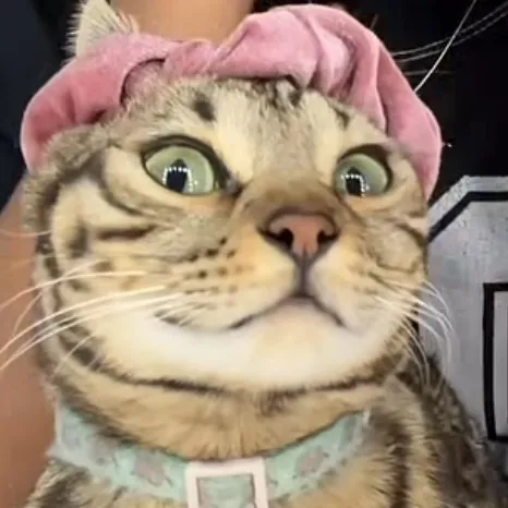 creator Side_eye_cat's avatar