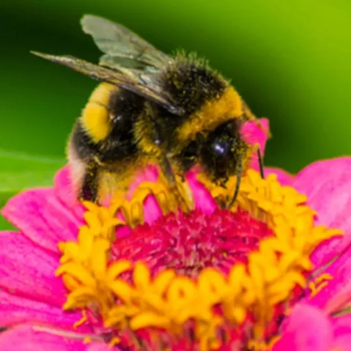 creator +*#Buzzy#*+'s avatar