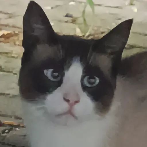 creator mi-cha_40282's avatar