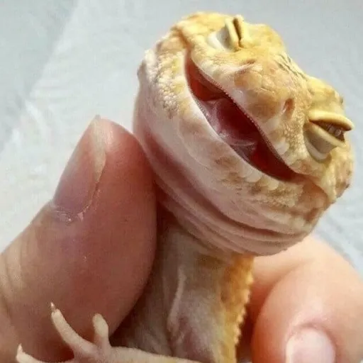 creator Largatixa tropical's avatar