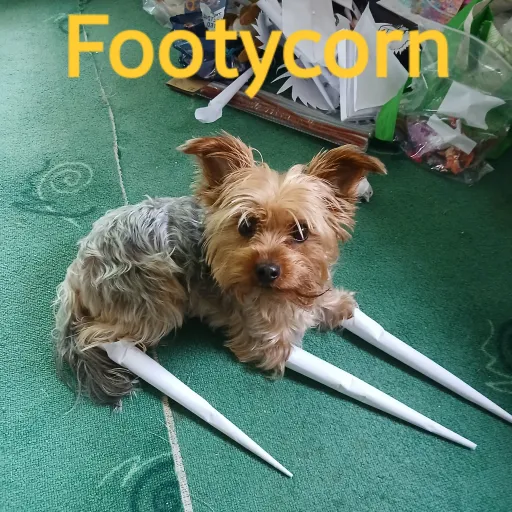 creator Footycorn's avatar