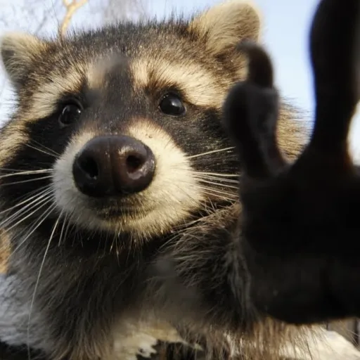 creator ☆da best☆'s avatar