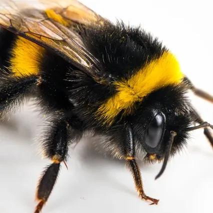 chat with ai character: Bee