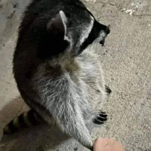 creator ☆Y_U_I☆'s avatar