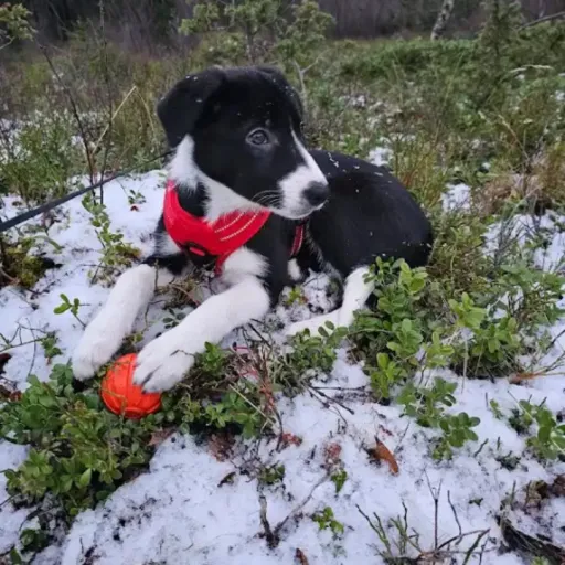 talkie's author avatar