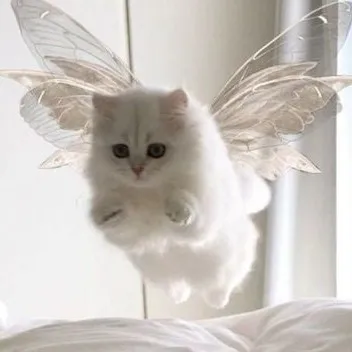 creator Starry🌙°•_•°🌹's avatar