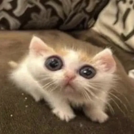 creator Meow <3's avatar