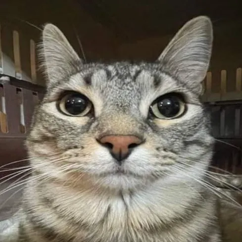 creator Talkior-vYc8QNRp's avatar