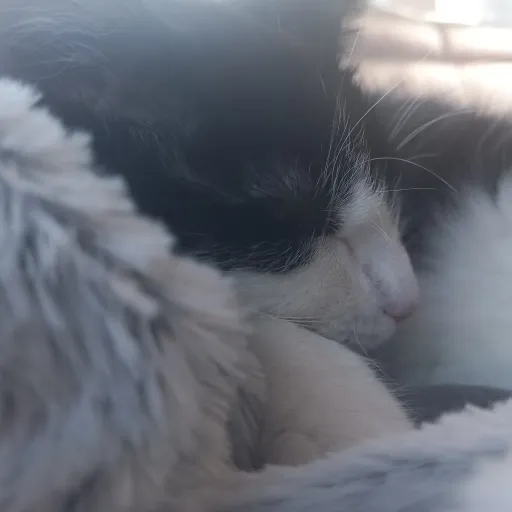 creator my kitten Leo&Luna's avatar