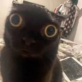 creator evil freaky larry😈's avatar