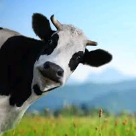 creator kpop lover 4 ever's avatar