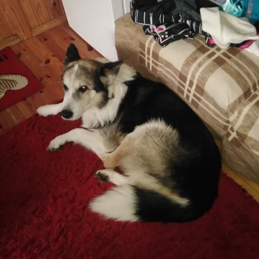 creator ~🍓strawberry 🍓~'s avatar