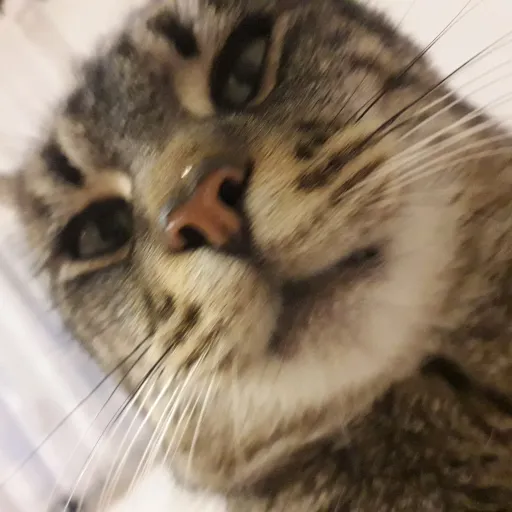 creator nxdro's avatar