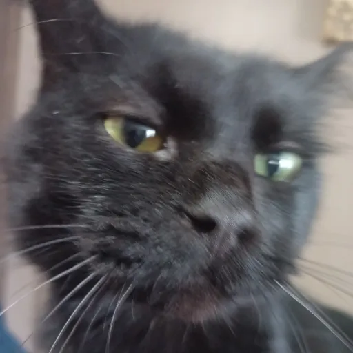 creator 💋!Coco!💋's avatar