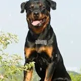 chat with ai character: dog photographer