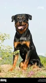 ai character: dog photographer background