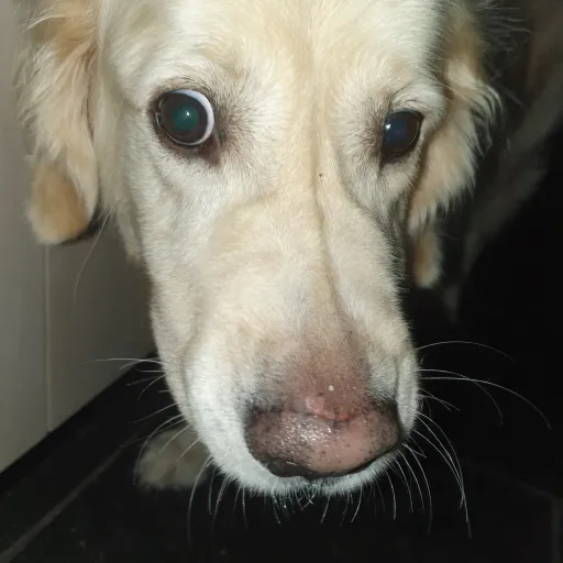 creator therealcambodian's avatar