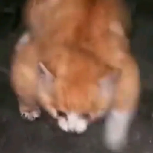 creator Fat cat 🐈's avatar