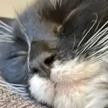 chat with ai character: Coco