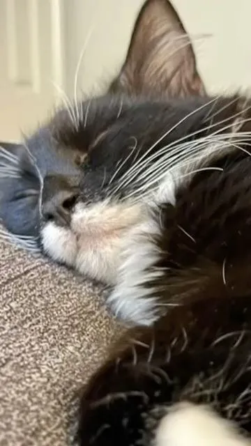 ai character: Coco background