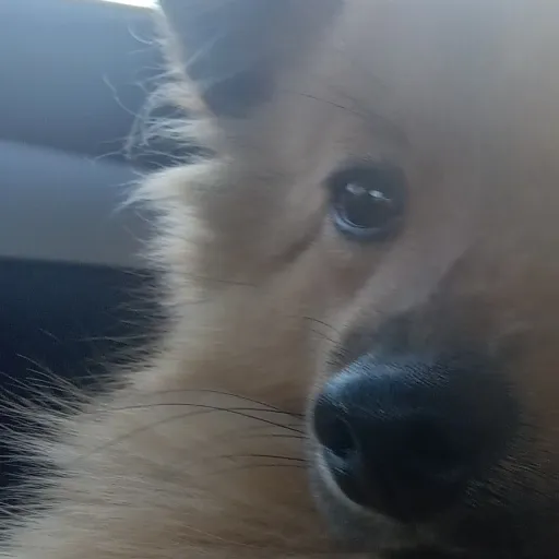 creator Lily~ ♫ ♪'s avatar