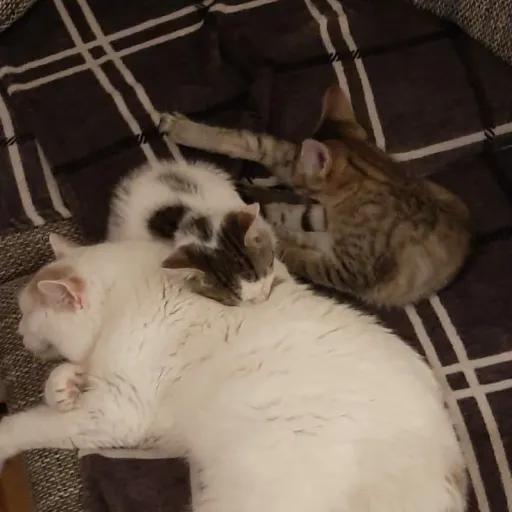 creator Isa _ Minka's avatar