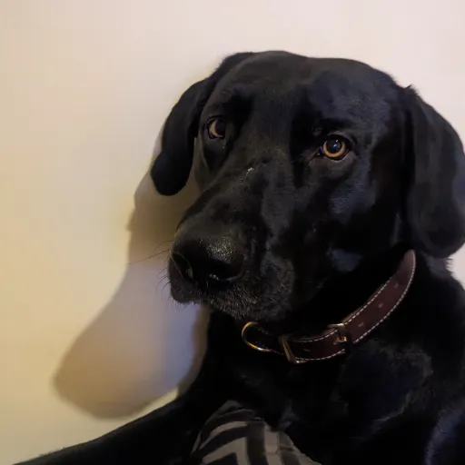 creator VB_& IDK..__T^T__🌸's avatar