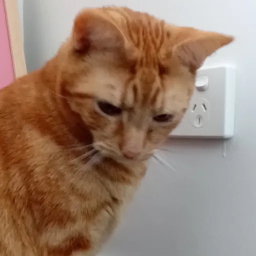 creator GOO TILLYS WOOHOOO's avatar