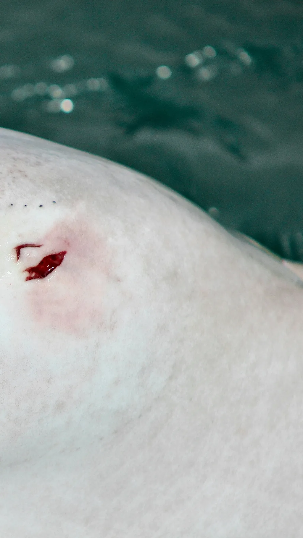 ai character: Dumb Bully background