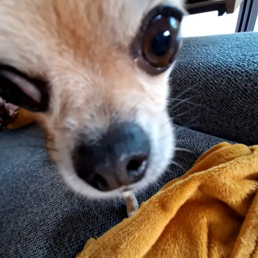 creator Nell_ve's avatar