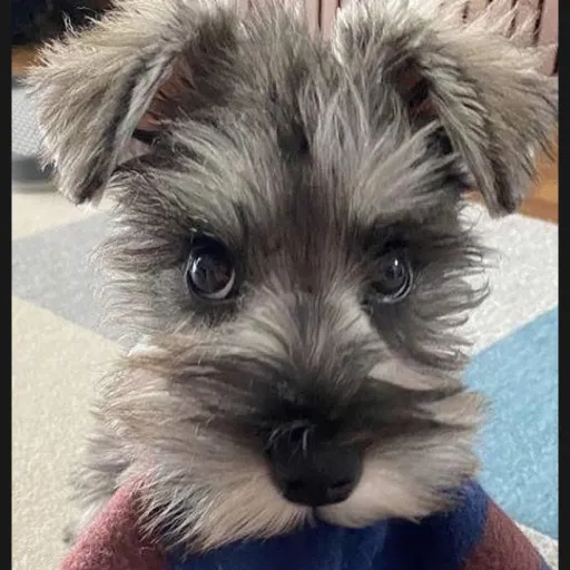 creator Crystal bab6's avatar